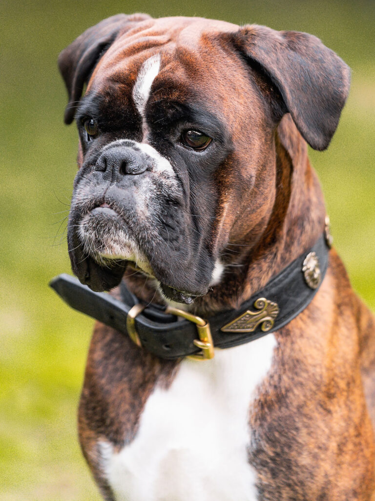 Desperada vom Roten Kristall