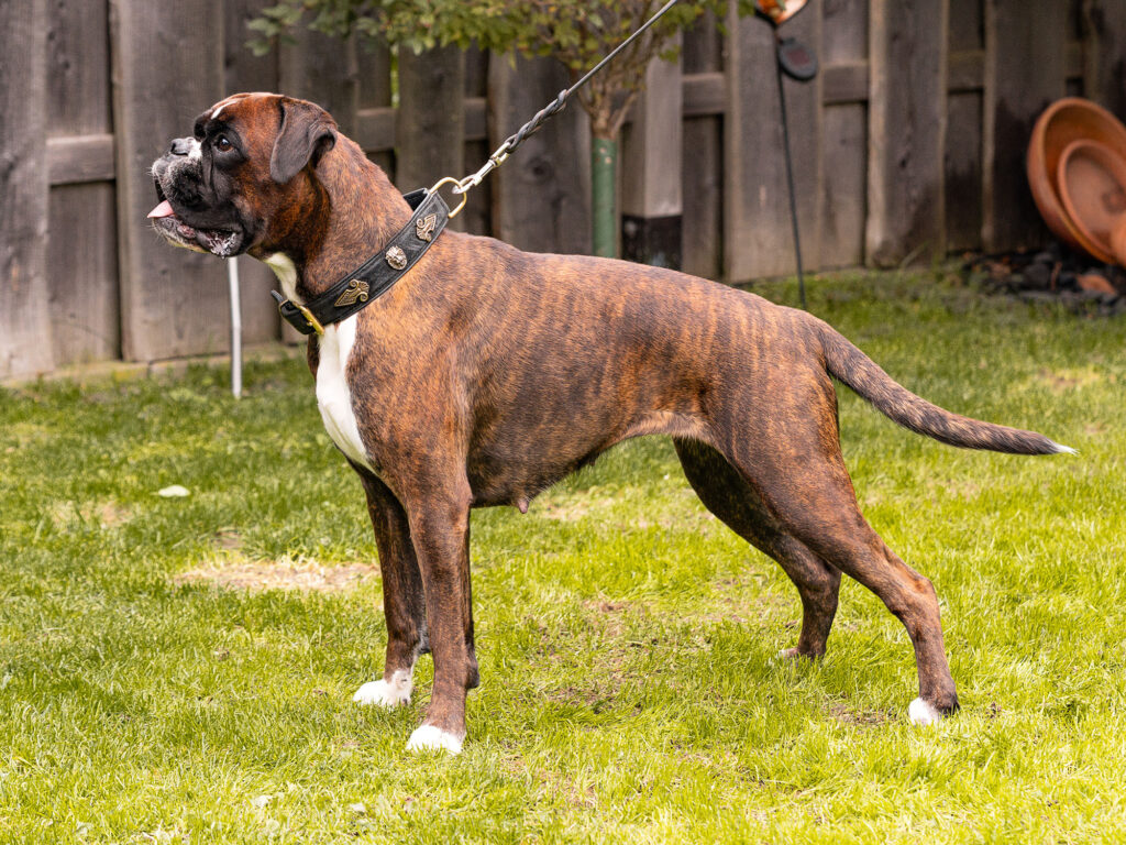 Desperada vom Roten Kristall