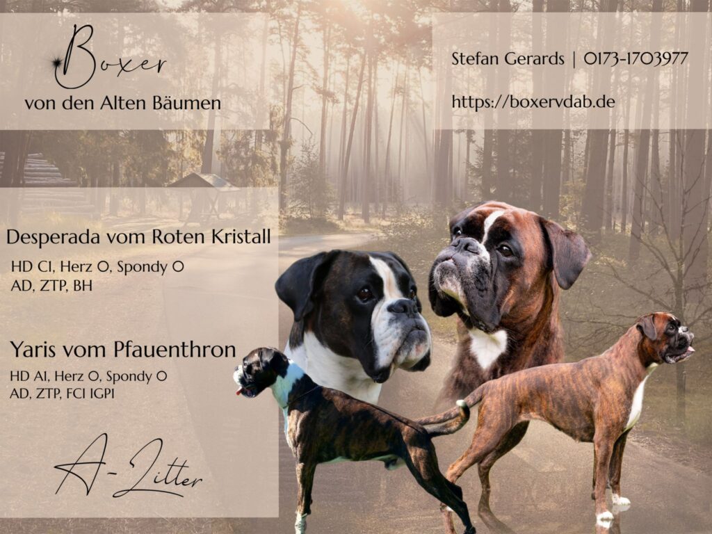 Wurfankündigung A-Wurf Collage